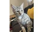 Adopt Brandi a Brown Tabby Domestic Shorthair / Mixed cat in Phillipsburg