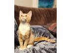 Adopt Marley Great a Orange or Red Domestic Shorthair / Mixed cat in