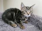 Adopt Finley (23-552) a Brown Tabby Domestic Shorthair / Mixed cat in York