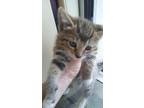 Adopt Riley a Brown Tabby American Shorthair / Mixed (short coat) cat in