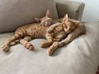 Adopt Tiger & Simba a Orange or Red Tabby American Shorthair / Mixed (short