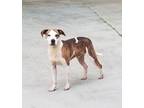 Adopt Jasper a Brindle - with White Boxer / Hound (Unknown Type) / Mixed dog in