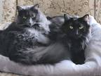 Adopt River and Trooper a Black (Mostly) Turkish Angora / Mixed (medium coat)