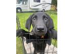 Adopt Ballister a Black Labrador Retriever / Foxhound dog in Kelowna