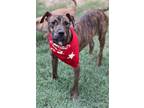 Adopt Chong a Brindle Plott Hound / Pit Bull Terrier / Mixed dog in Phoenix