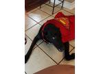 Adopt Luna a Black Labrador Retriever / Black and Tan Coonhound / Mixed dog in