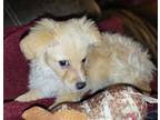 Adopt Honey a White - with Tan, Yellow or Fawn Poodle (Miniature) / Havanese /