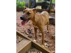 Adopt Lennon a Black - with Tan, Yellow or Fawn Boxer / Black Mouth Cur / Mixed