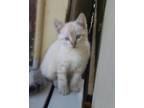 Adopt Misha a White (Mostly) American Shorthair / Mixed (short coat) cat in