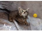 Adopt Ivy a Gray, Blue or Silver Tabby Domestic Shorthair (short coat) cat in