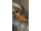Adopt Toby a Orange or Red Tabby Domestic Longhair / Mixed (long coat) cat in
