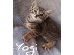 Adopt Yogi a Gray, Blue or Silver Tabby Domestic Shorthair (short coat) cat in