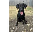Adopt Allie a Black - with White Labrador Retriever / Mixed dog in Middletown
