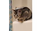 Adopt Muffin a Spotted Tabby/Leopard Spotted Tabby / Mixed (short coat) cat in