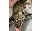 Adopt Linger a Brown Tabby Domestic Shorthair (short coat) cat in Hibbing