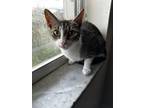 Adopt Venus a Spotted Tabby/Leopard Spotted American Wirehair / Mixed (short