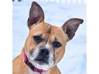 Adopt Frenchie a Tan/Yellow/Fawn - with Black American Staffordshire Terrier /