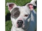 Adopt Biloxi a White - with Gray or Silver American Staffordshire Terrier /
