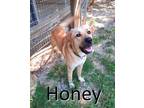 Adopt Honey a Tan/Yellow/Fawn - with White Retriever (Unknown Type) / Shepherd