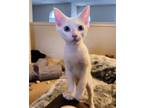 Adopt Wiley a White Domestic Shorthair / Mixed (short coat) cat in Garland
