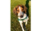 Adopt Charlie a Treeing Walker Coonhound / Mixed dog in Germantown