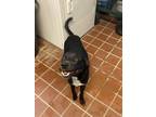 Adopt Bailey a Black - with White Labrador Retriever / Cattle Dog / Mixed dog in