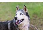 Adopt BULLET a Gray/Blue/Silver/Salt & Pepper Siberian Husky / Mixed dog in