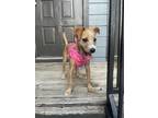 Adopt Bean a Tan/Yellow/Fawn Jack Russell Terrier / Mixed dog in Houston