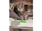Adopt Jude a Gray, Blue or Silver Tabby Domestic Shorthair (short coat) cat in