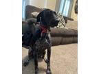 Adopt Bella a Black - with White German Shorthaired Pointer / German Shorthaired