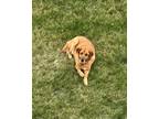 Adopt Steave a Tan/Yellow/Fawn Labrador Retriever / Mixed dog in Brunswick