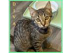 Adopt DIVA a Brown Tabby Domestic Shorthair / Mixed (short coat) cat in Lawton