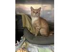 Adopt G.I. Joe a Orange or Red Tabby Domestic Shorthair (short coat) cat in