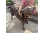 Adopt Benji a Labrador Retriever / Mixed dog in Willingboro, NJ (39132181)