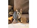 Adopt ERBIE a Gray, Blue or Silver Tabby Bengal (short coat) cat in San Diego