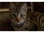 Adopt Huey Lewis (motto: 'The Power of Love') a Brown Tabby Domestic Shorthair /