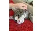Adopt Toki a Brown Tabby American Shorthair / Mixed (short coat) cat in