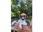 Adopt Scallion Pancake a Tricolor (Tan/Brown & Black & White) Jack Russell