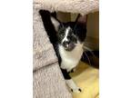Adopt Kitten Violet a Black & White or Tuxedo Domestic Shorthair / Mixed (short