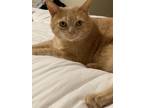 Adopt Toby a Orange or Red Tabby Domestic Shorthair / Mixed (short coat) cat in