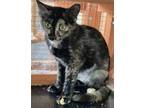 Adopt Selena a Tortoiseshell Domestic Shorthair / Mixed (short coat) cat in