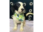 Adopt Sparrow a Black - with White Jack Russell Terrier / Basset Hound / Mixed