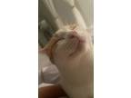 Adopt Pumpkin Spice Latte a White Domestic Shorthair / Mixed (short coat) cat in