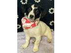 Adopt Hazel nut a Black - with White Jack Russell Terrier / Basset Hound / Mixed