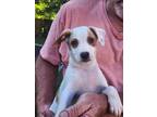 Adopt Lo Mein a White - with Tan, Yellow or Fawn Jack Russell Terrier / Beagle /