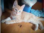 Adopt Quinn (Adoption pending) a Domestic Shorthair / Mixed (short coat) cat in