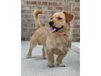 Adopt Taz a Norfolk Terrier / Norwich Terrier / Mixed dog in Dalton