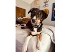 Adopt Nash a Black - with Tan, Yellow or Fawn Australian Cattle Dog / Mixed dog