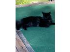 Adopt Shadow a All Black Maine Coon / Mixed (medium coat) cat in Averill Park