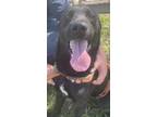 Adopt Midnight a Black Labrador Retriever / Mixed dog in Port Aransas